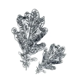 Sizzix 3-D Texture Fades Embossing Folder - Oak Leaf